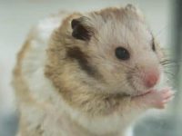 What to do if the hamster pseudo hibernation?