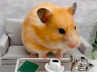 What vegetables do hamsters eat in winter?