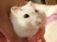 How do hamsters cool down in summer?