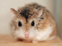 Will hamsters die from heat in summer?