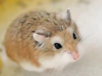 Do hamsters need sawdust in summer?