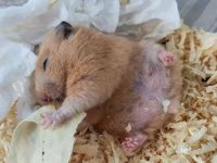 Causes of hamster death