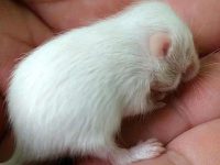 What should I do if the hamster dies?