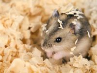 How often do hamsters change sawdust?