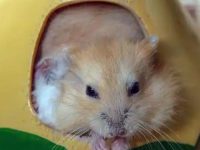 Do hamsters change their teeth?