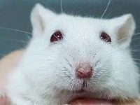What should I do if my hamster teeth fall out?