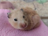 Is the hamster yellow teeth normal?