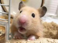 How long can a hamster survive after losing its teeth?