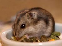 What should I do if a hamster falls into the water?