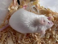 How to choose hamster sawdust?