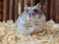 How do hamsters change wood chips?