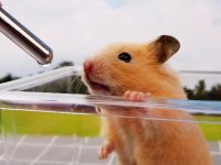 How to change water for hamsters