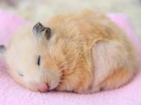 Will hamsters shed their fur in spring?