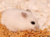 When is the shedding period of hamsters?