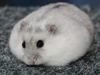 How long does it take for hamsters to grow their fur?