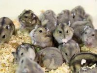 How should hamsters be cared for after giving birth?