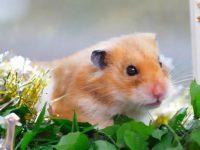 What do hamsters eat after giving birth?