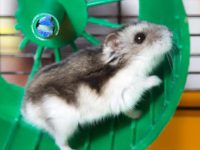 Can hamsters change nests after giving birth?