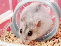 How to take care of hamsters after giving birth?