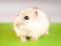 How to feed hamsters when they give birth?