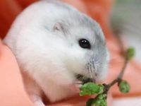 How to feed hamster cubs?