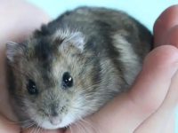 What are hamster cubs eating?