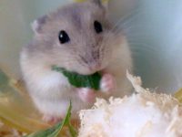Can hamster cubs drink milk?