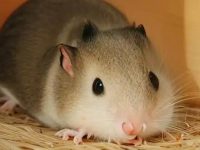 How long does hamster sleep?