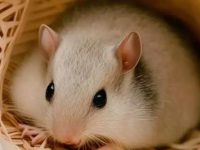 Hamster sleeping posture