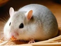 Can the hamster wake him up when he falls asleep?