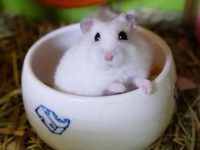 Can hamsters bask in the sun?