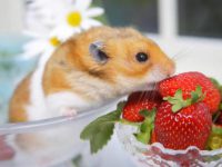 What fruit can hamsters eat?