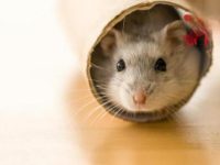 Can hamsters eat pine nuts?