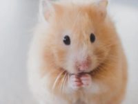 Can hamsters be kept in a fish tank?