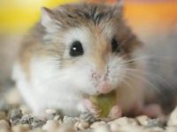 What should I do if the hamster dies?