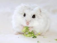 Do hamsters need to peel melon seeds?