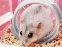 How to raise a hamster baby?