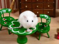 What do hamster babies eat?