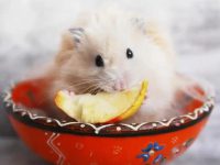 How long does a hamster baby keep its eyes open?