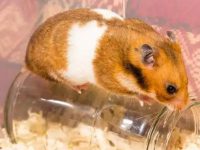 What if hamsters don't drink water?
