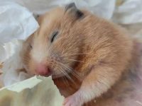 What if hamsters don't eat?