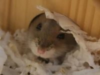 What if hamsters don't run wheels?