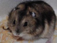 What breed of hamster is black?