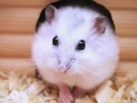 Will hamsters freeze to death in winter?
