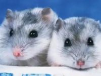 Is it normal for hamsters to sleep every day?