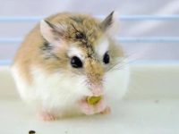 How long does a hamster sleep for?