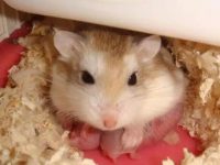 Can hamsters disturb their sleep?