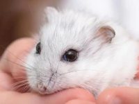 What if hamsters don't eat?