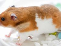 What is the reason why hamsters don't sleep?