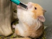 How long can hamsters live without drinking water?